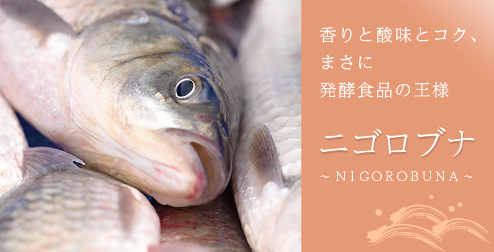 ニゴロブナ
