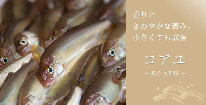 コアユ