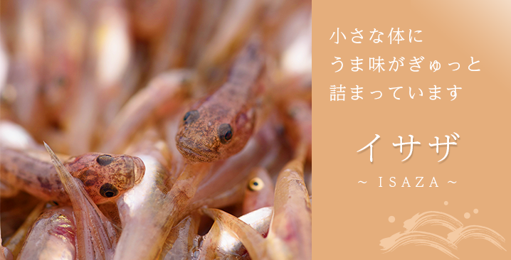 イサザ