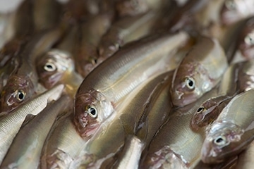 氷魚・コアユ ～四番町スクエア～