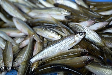魚万商店