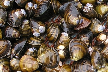 中村水産