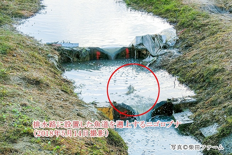 魚道を通って田んぼに上るニゴロブナ