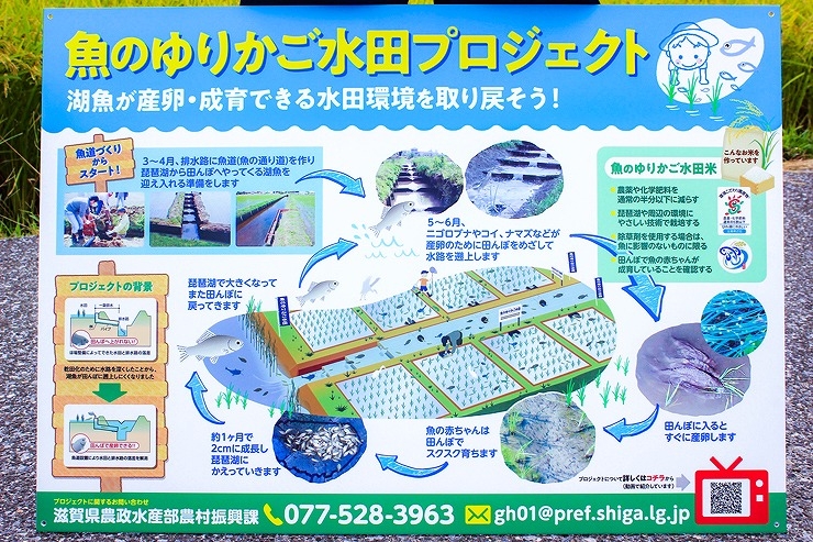 魚のゆりかご水田プロジェクトの仕組み