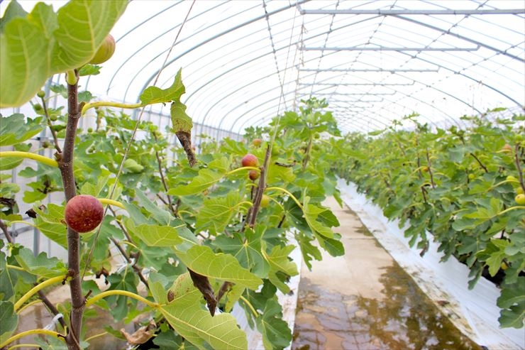 もりかわ農場では現在115haの農地で、13種のお米の他に季節の野菜や大豆、いちじくなどを栽培しています。
