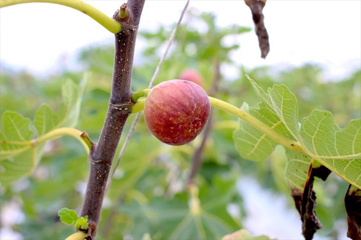 もりかわ農場では現在115haの農地で、13種のお米の他に季節の野菜や大豆、いちじくなどを栽培しています。