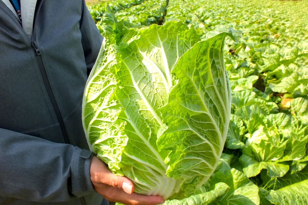 手渡された白菜は、ずっしりと大きくなんとも立派！