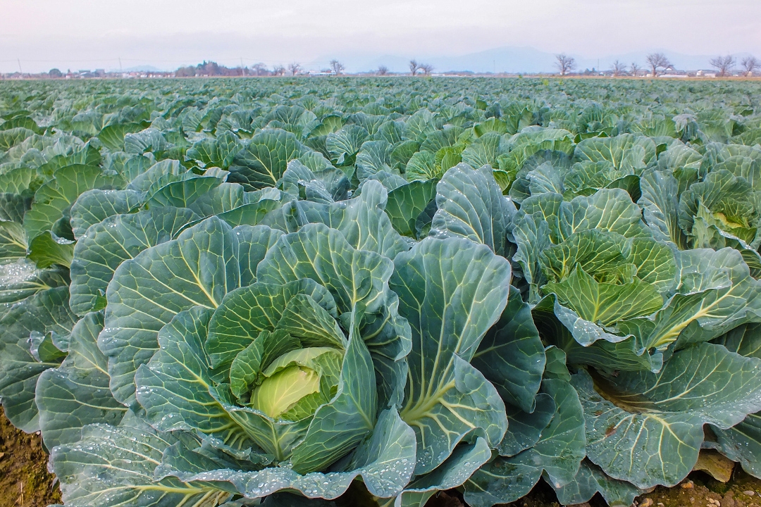 近隣の耕作放棄地なども引き受け、いまは水稲14haと野菜13haを育てています