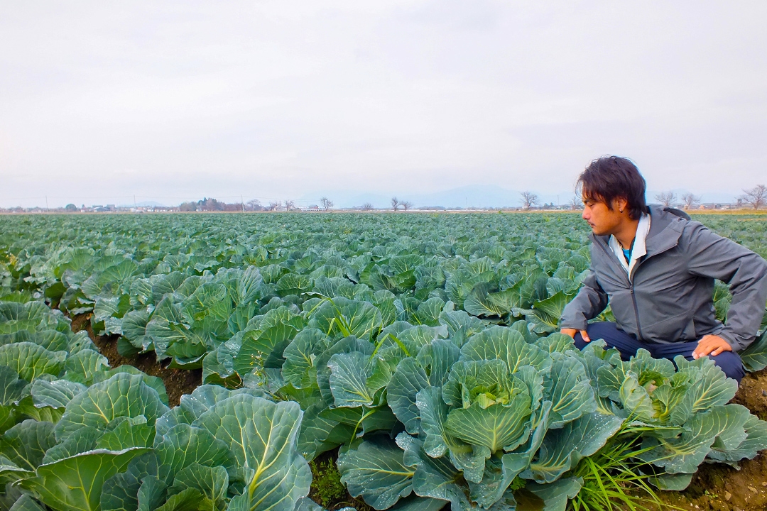 近隣の耕作放棄地なども引き受け、いまは水稲14haと野菜13haを育てています
