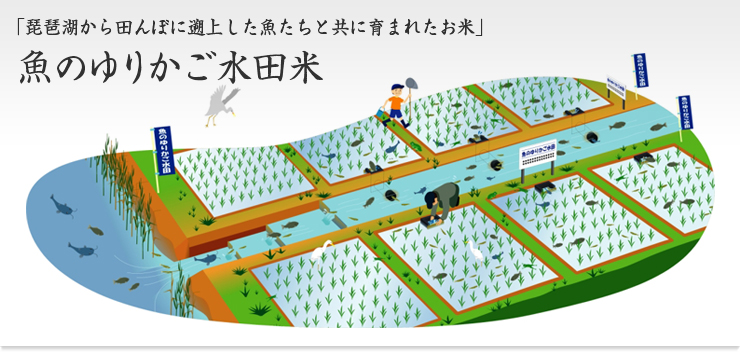 魚のゆりかご水田米