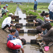 魚道観察会