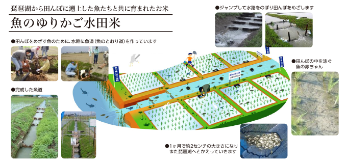魚のゆりかご水田米