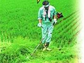 草刈機による管理