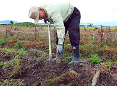 秦荘やまいもを掘り起こす青木さん