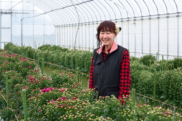 小菊