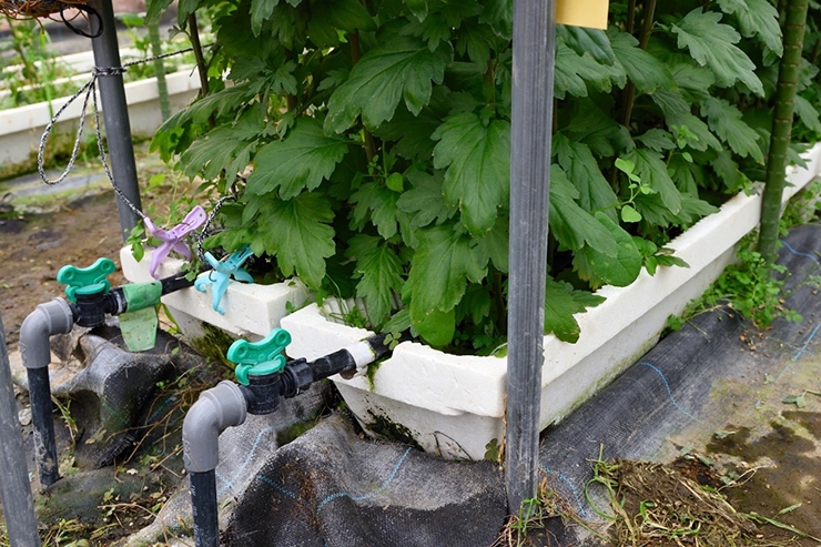 少量土壌培地耕で小菊を栽培