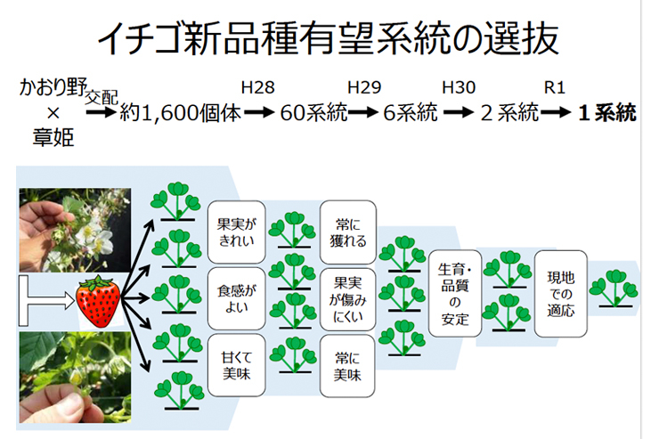 イチゴ新品種有望系統の選抜