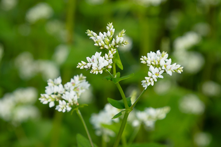 蕎麦の花