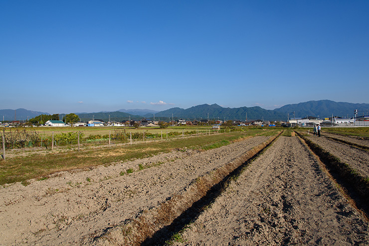 東に鈴鹿山脈の稜線が望める、見晴らしのいい湖東平野の畑地