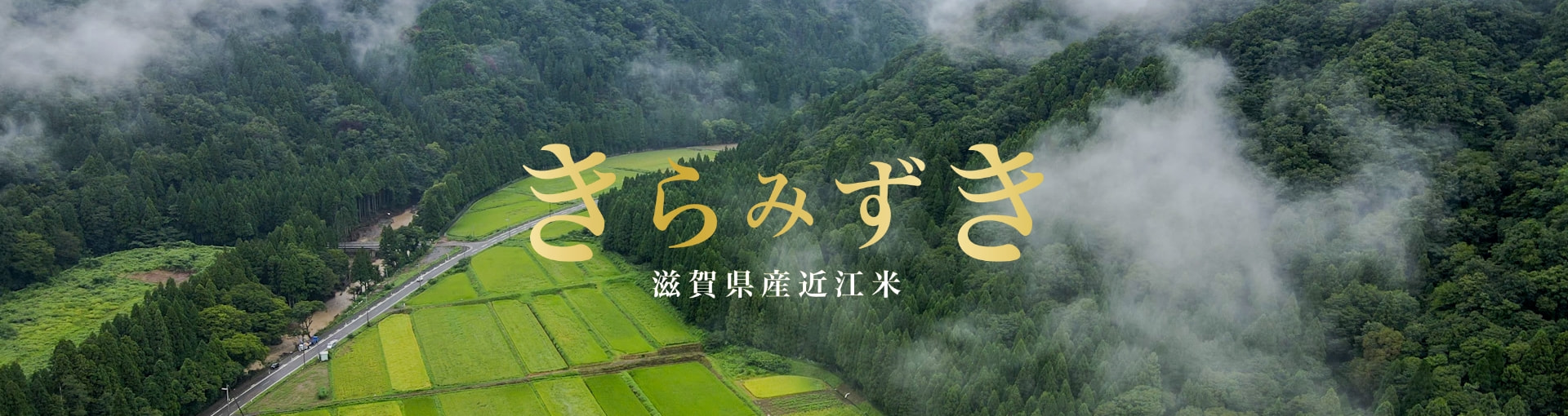 きらみずき