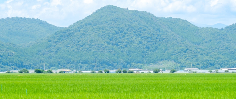 田と山