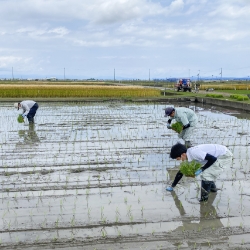 田植え