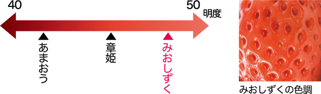 みおしずくの特徴　色
