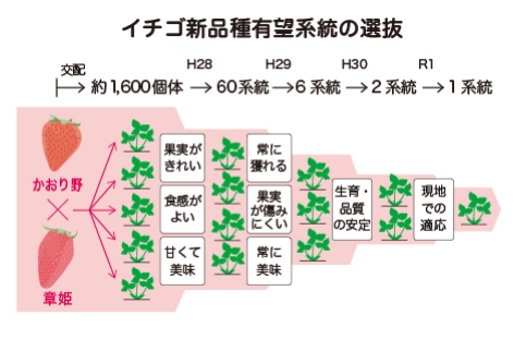 いちご新品種有望系統の選抜