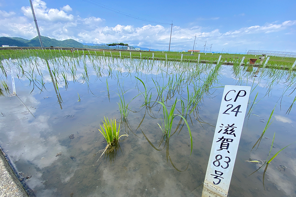 CP24　滋賀83号