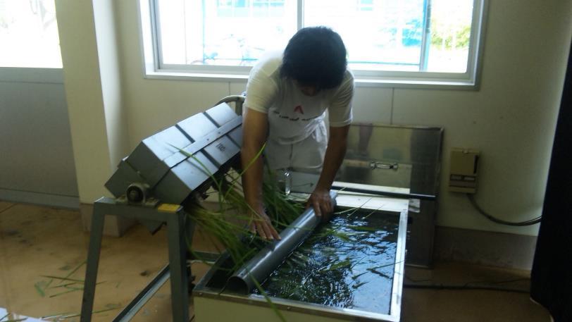 「温湯除雄（おんとうじょゆう）」という方法