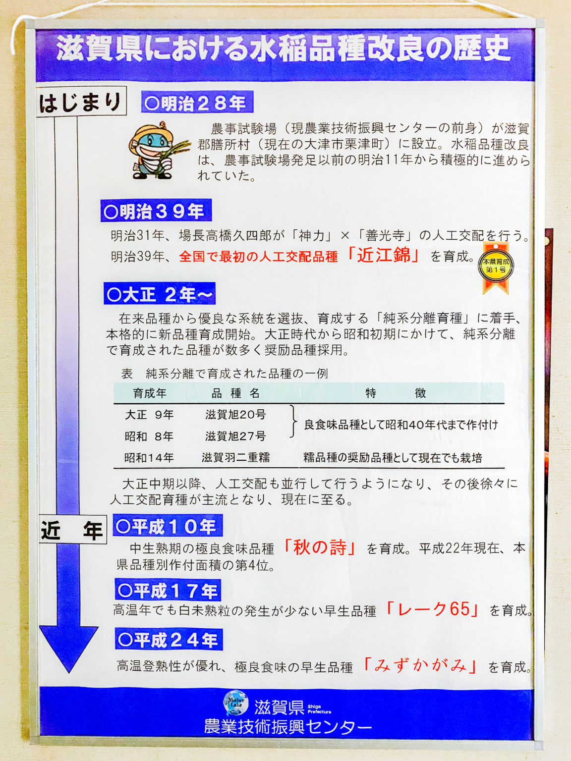 そして始まる品種改良。そのパイオニアが滋賀県！
