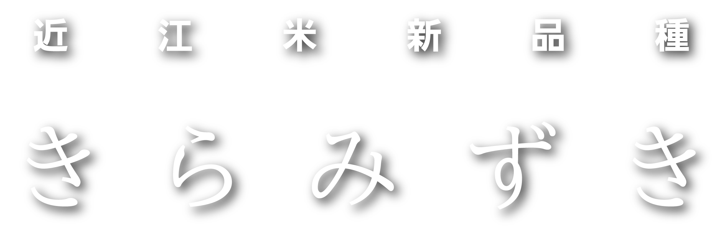 近江米新品種 きらみずき