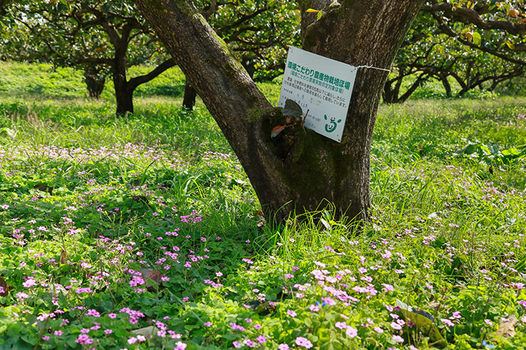 除草剤や農薬を半分以下に減らし、自然豊かな環境の中で育っています