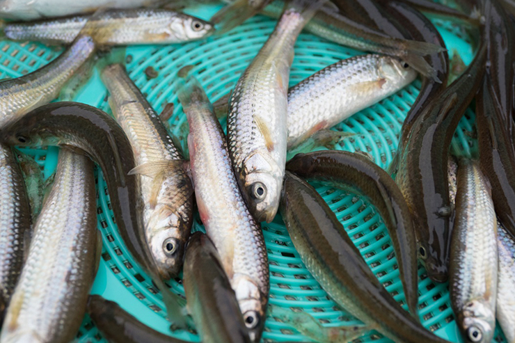 琵琶湖で最も美味しい湖魚の1つと言われているホンモロコ。