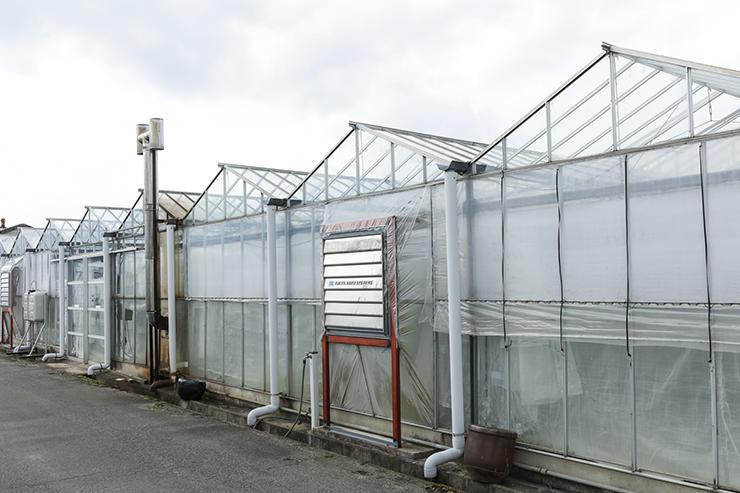 一帯にガラスのハウスがずらりと並びます