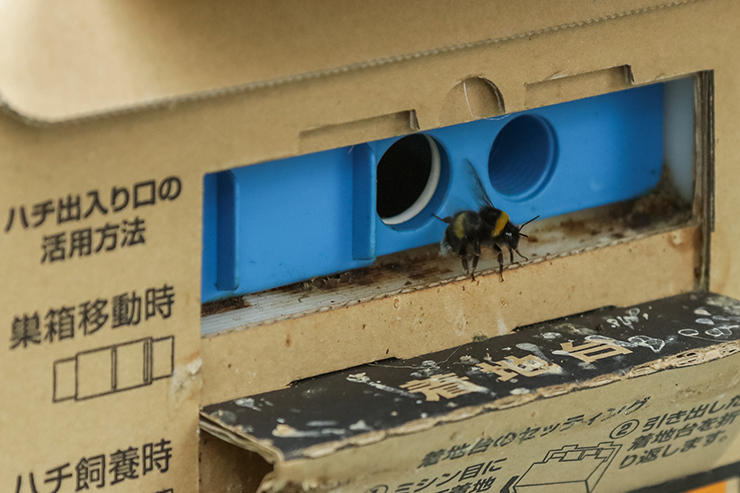 ハウスの中央に置かれた巣に、忙しく出入りするマルハナバチ