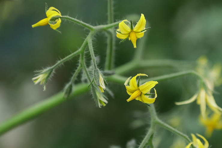黄色くてかわいいミニトマトの花。
