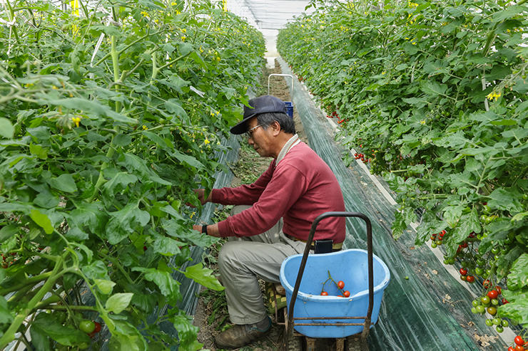 ハウスには、何メートルも先まで一直線にミニトマトの木が植えられています。
