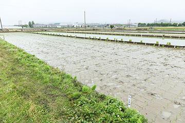 多くの品種ごとに名札が掲げられ、同じ条件のもとで植え分けられています