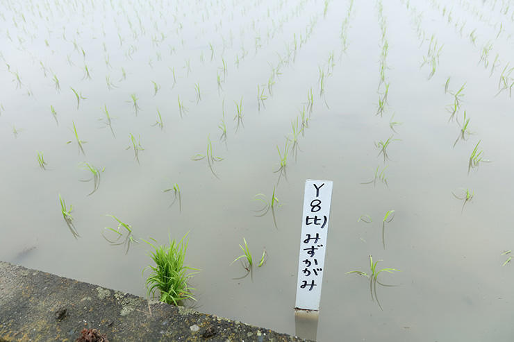 センター内で植えられる「みずかがみ」