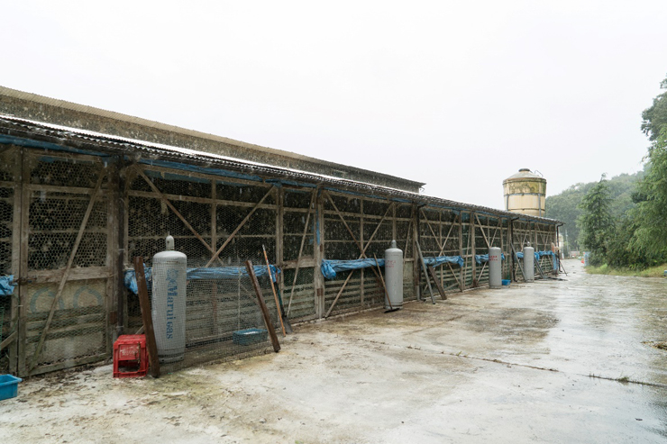 緑豊かな小山の中に建てられた鶏舎。風が通り抜ける快適な環境。