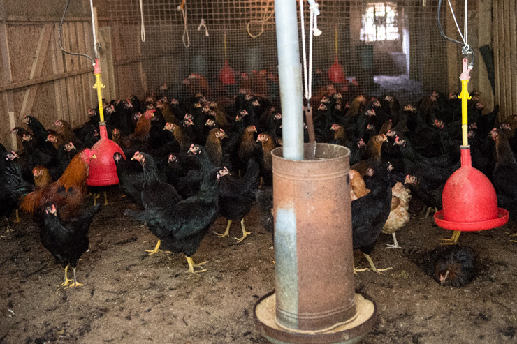 『近江しゃも』は1平方メートル当りの飼育数など、飼育方法が細かく決められている。